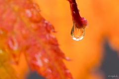 13_DSC04386